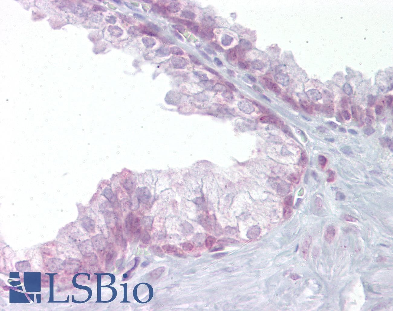 EDF1 / MBF1 Antibody (C-Terminus)