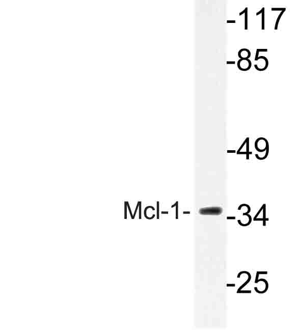 MCL1 / MCL 1 Antibody (Ser155)