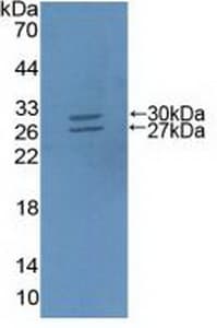 ABCG5 Antibody