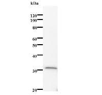 IFI35 Antibody (clone 2461C3a)
