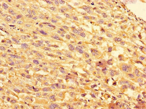 EIF4EBP1 / 4EBP1 Antibody