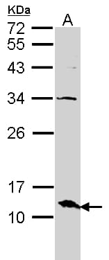 ERH Antibody (aa1-86)