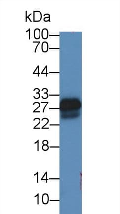 SOD3 Antibody (aa16-244)