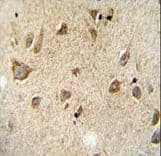 RET Antibody
