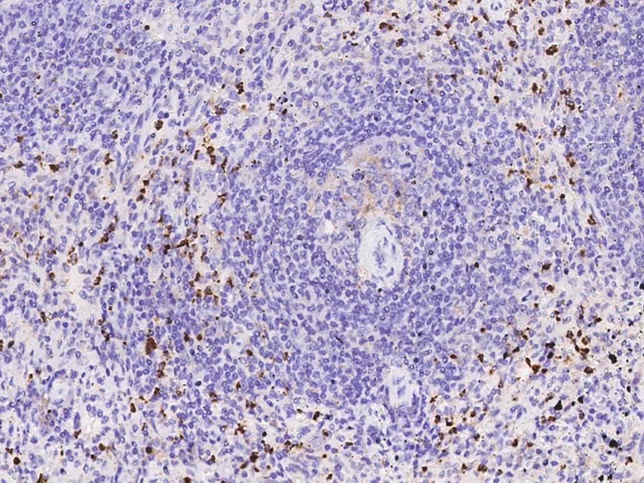 CD63 Antibody