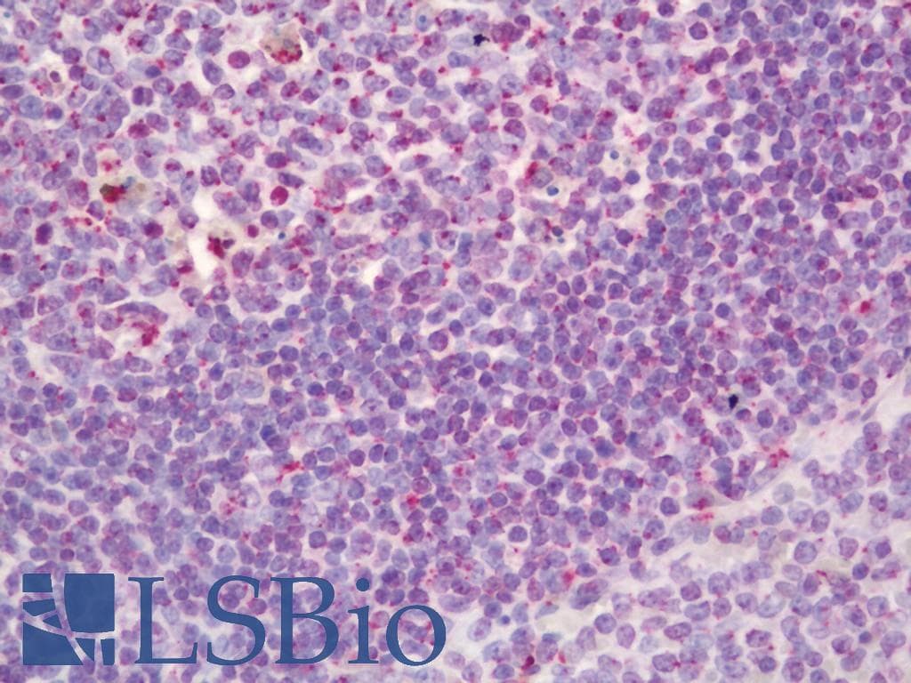 IHC-plus™ Polyclonal Rabbit anti-Rat TGN46 / TGN38 Antibody (Serum, Extracellular Domain, IHC, IF, WB)