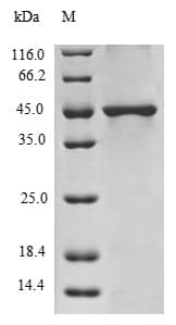 Human H3F3A Protein (Recombinant GST, N-terminus)
