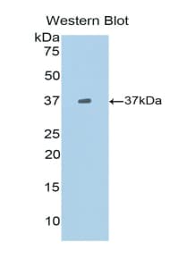 BLC / CXCL13 Antibody (aa22-109)