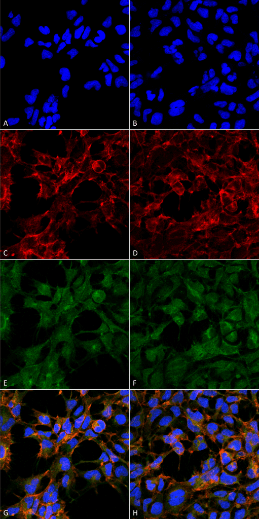 Malondialdehyde Antibody (clone 6H6, Biotin)