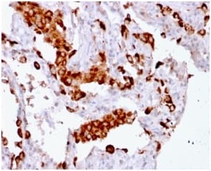 NAPSA / NAPA / Napsin A Antibody (aa189-299, clone rNAPSA/1239, Azide-free, Carrier-free)