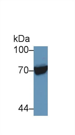 HSPA1L Antibody (aa1-641)