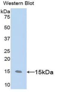 CD59 Antibody (aa23-105)