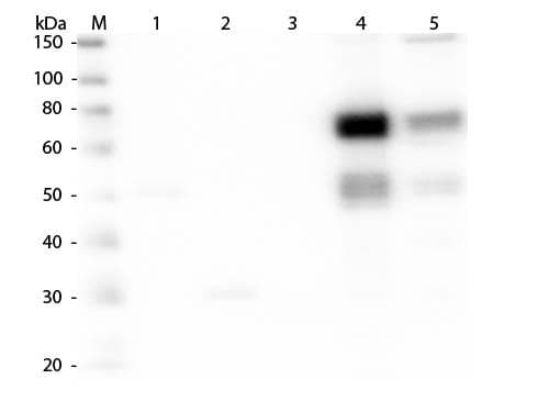 Goat Anti-Rat IgM Secondary Antibody (TR)