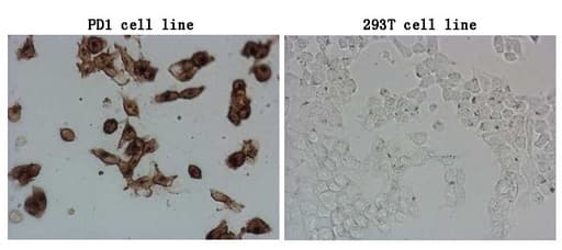 PDCD1 / CD279 / PD-1 Antibody (clone OTI6F5)