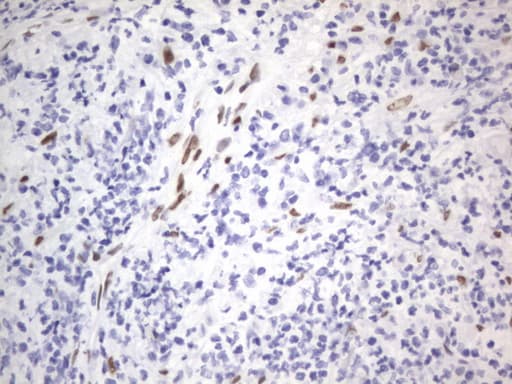 RBFOX1 / A2BP1 Antibody (aa1-210, clone OTI4F9)