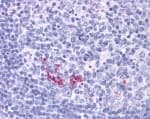 Monoclonal Mouse anti-Mouse TNFSF11 / RANKL / TRANCE Antibody (clone 12A668, aa1-317, IHC, WB)