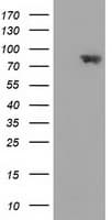 Monoclonal Mouse anti-Human MAPK7 / ERK5 Antibody (clone OTI4F9, IF, WB)