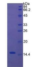 Human CASP3 / Caspase 3 Protein (Recombinant His-T7)