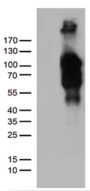 BEGAIN Antibody (aa374-517, clone OTI6E7)