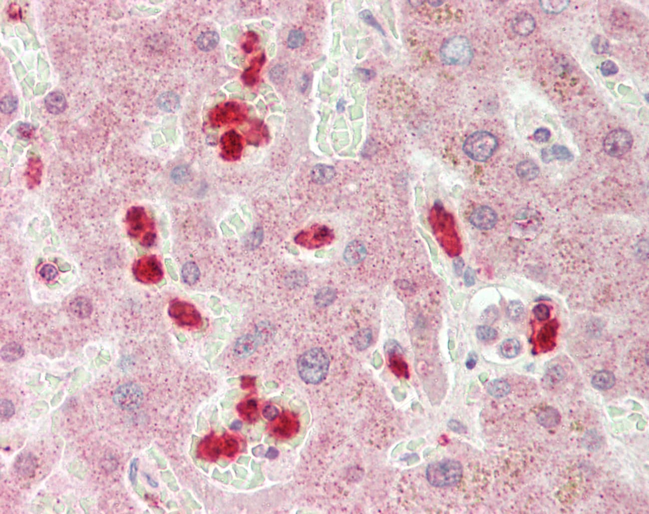 Polyclonal Rabbit anti-Human SPSB3 Antibody (aa303-352, IHC, WB)