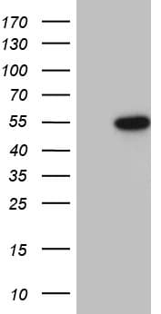 Monoclonal Mouse anti-Human RUNX3 Antibody (clone OTI12F2, WB)
