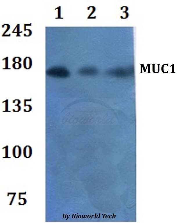 EMA / MUC1 Antibody
