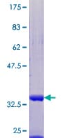 Human UFM1 Protein (Recombinant GST)