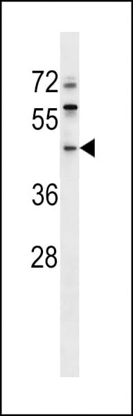 Polyclonal Rabbit anti-Human ERI1 / HEXO Antibody (aa80-109, WB)