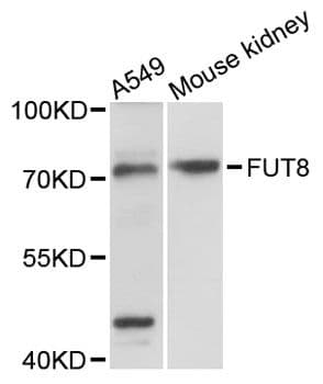 FUT8 Antibody