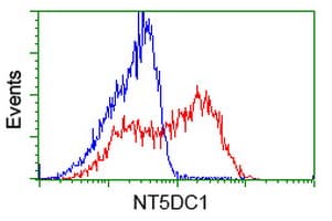 NT5DC1 Antibody (clone OTI1E11, Carrier-free)