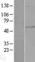 FKRP Protein (Over-Expression Lysate Myc-DDK (Flag))