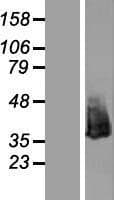 NPM1 / NPM / Nucleophosmin Protein (Over-Expression Lysate Myc-DDK (Flag))