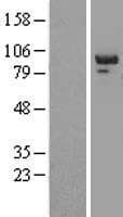PTP-PEST / PTPN12 Protein (Over-Expression Lysate Myc-DDK (Flag))