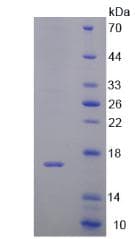 Mouse DDT / Dopamine Tautomerase Protein (Recombinant His-T7)