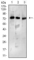 BTRCP / BETA-TRCP Antibody (clone 3D5E6)