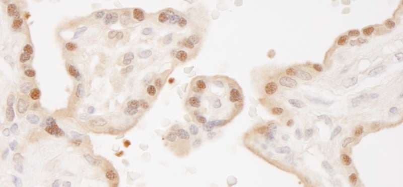 STK3 Antibody (C-Terminus)