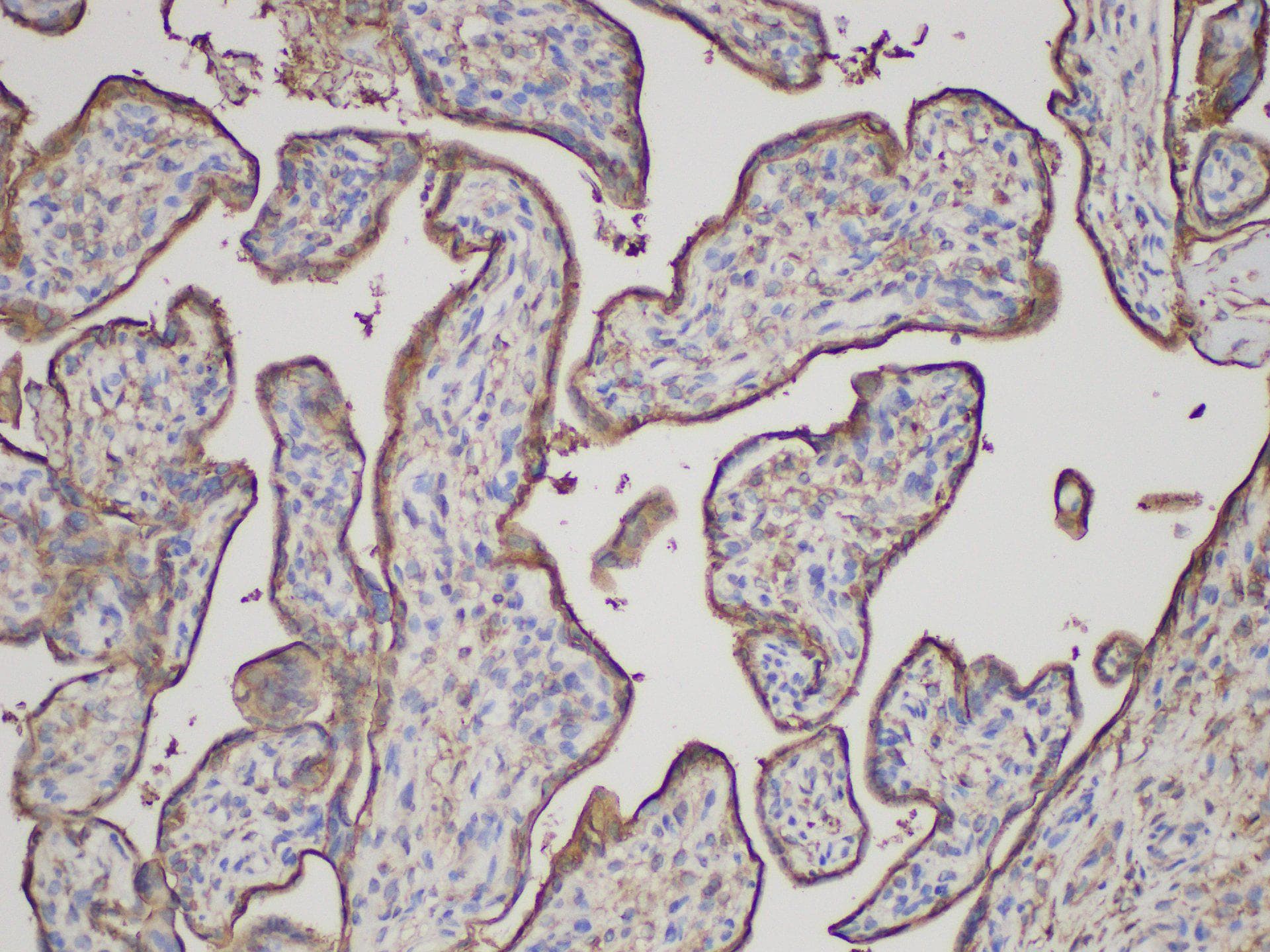 ANXA5 / Annexin V Antibody