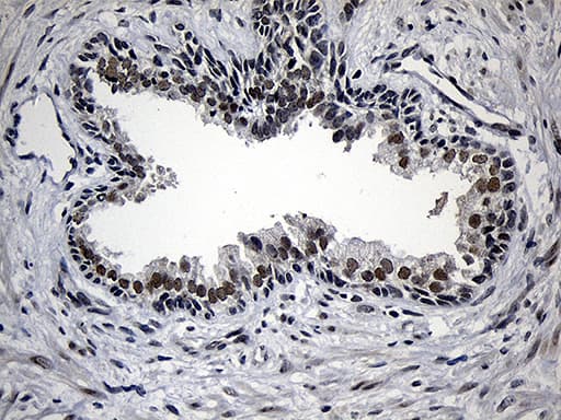 AZIN1 Antibody (aa260-448, clone OTI3C3, Carrier-free)