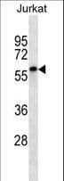 ENOX2 Antibody (aa1-30)