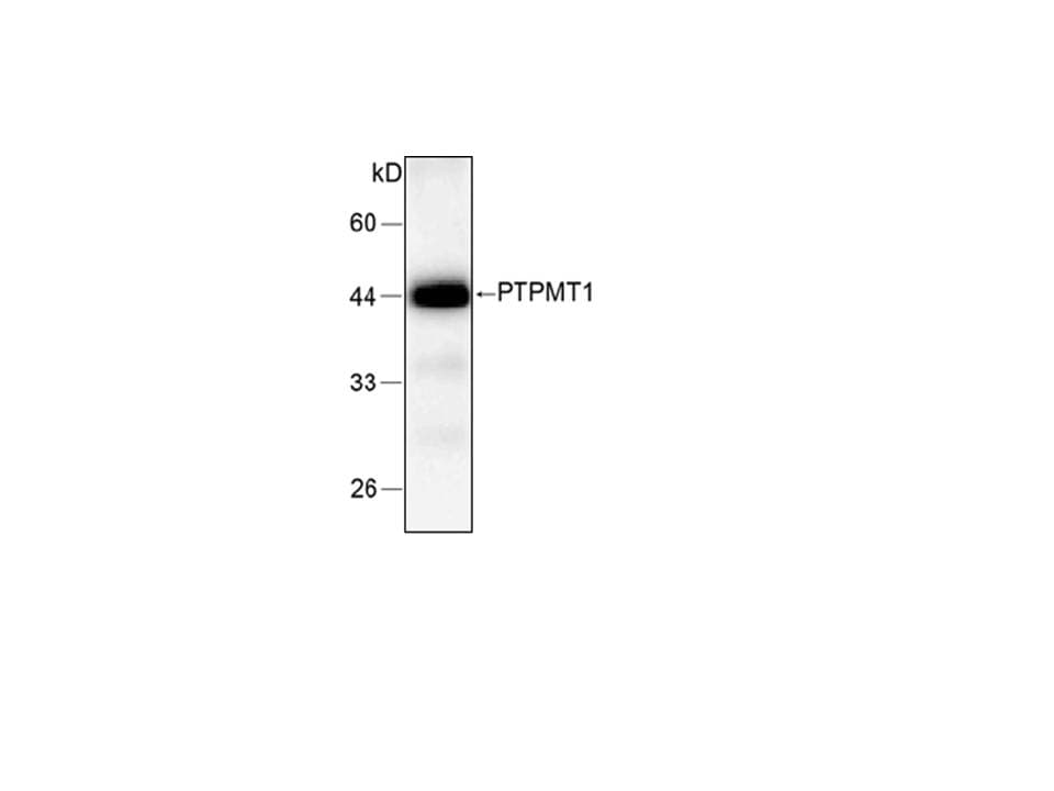IHC-plus™ PTPMT1 Antibody