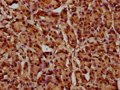 HIST1H4I Antibody