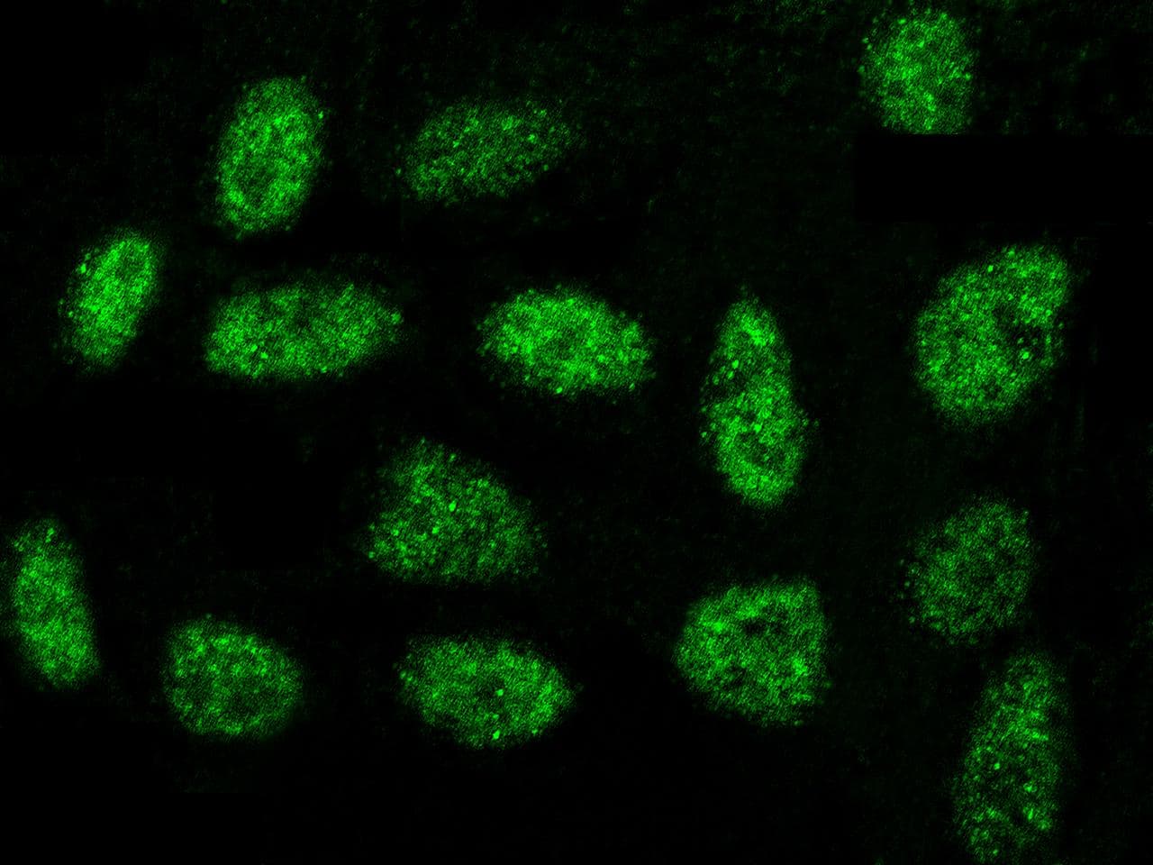 Polyclonal Rabbit anti-Human OBFC1 Antibody (Preservative Free, IHC, IF)