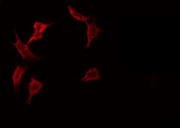 ADCK1 Antibody
