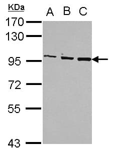 OSBP Antibody (C-Terminus)