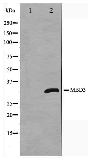 Polyclonal Rabbit anti-Human MBD3 Antibody (WB)