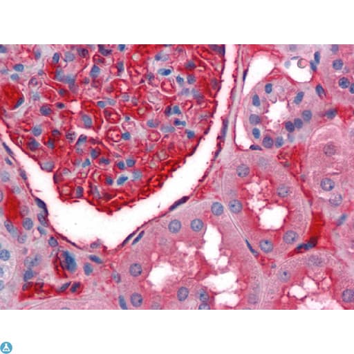 A1BG Antibody