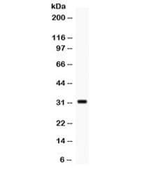 Polyclonal Rabbit anti-Human SNAI3 Antibody (WB)