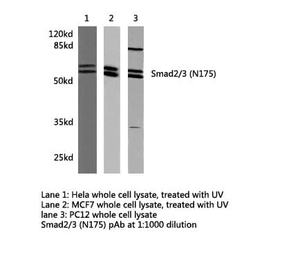 SMAD2+3 Antibody (Asn175)