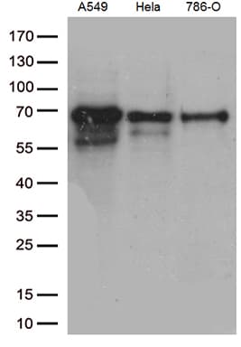 Monoclonal Mouse anti-Human ZKSCAN1 / ZNF36 Antibody (clone OTI3C4, IHC, WB)