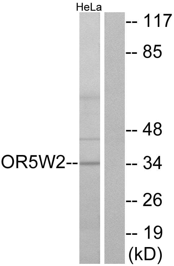 Polyclonal Rabbit anti-Human OR5W2 Antibody (IF, WB)